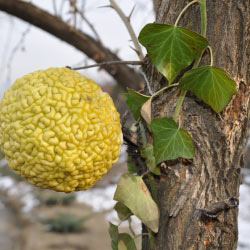 Image of osage orange.