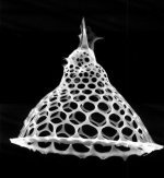 radiolarian