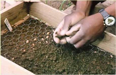 Honeycomb pattern for planting