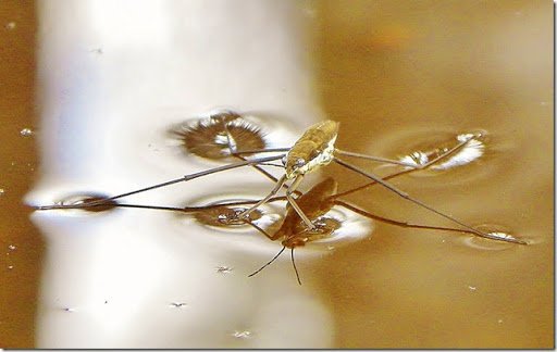 Water strider