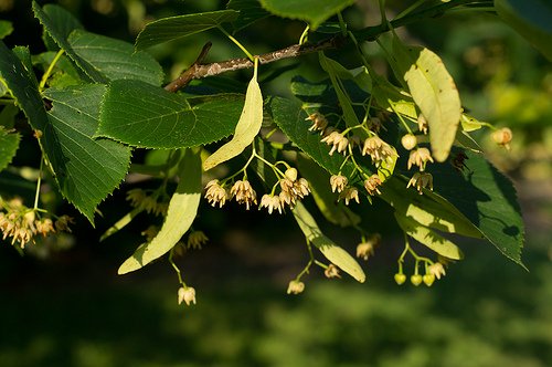 Tilia americana, flowers