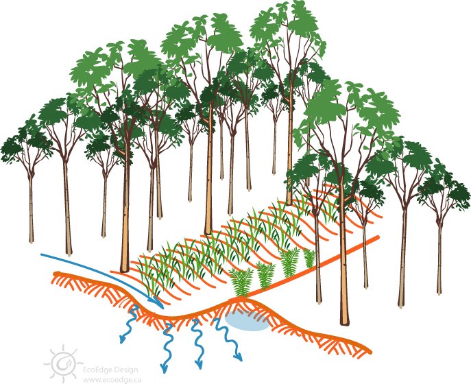 Diagram of a swale