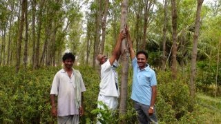 Sesbania sesbans