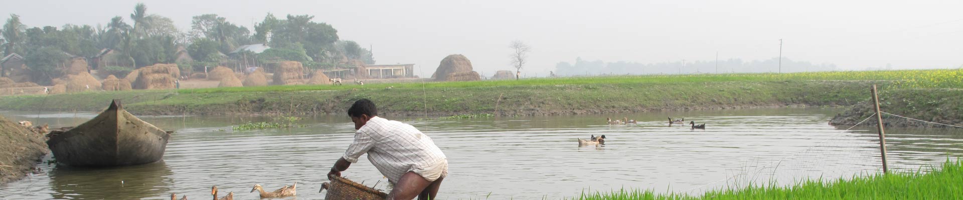 Farm in Bangladesh.