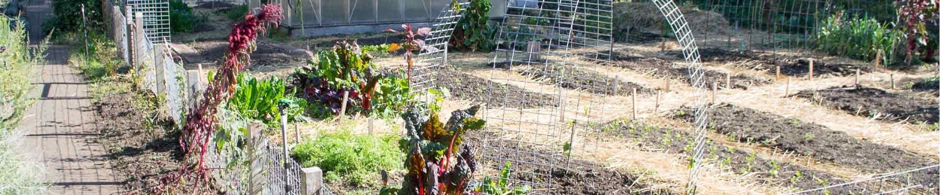 Image of urban vegetable plots