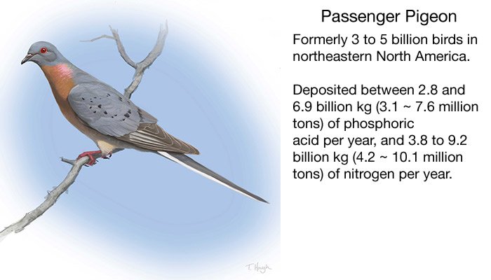 Image of passenger pigeon